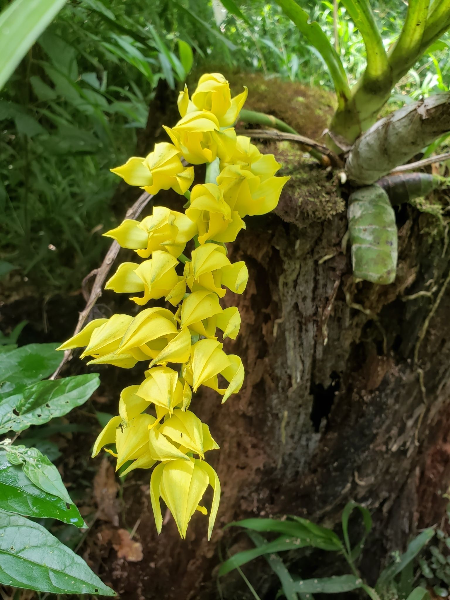 Mormodes  maculata var. unicolor